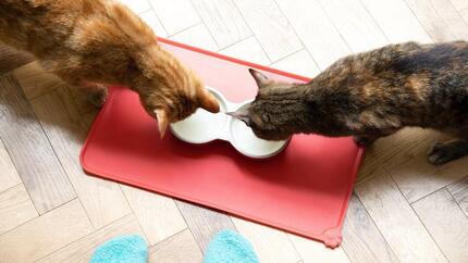 Cat food causing seizures 2025